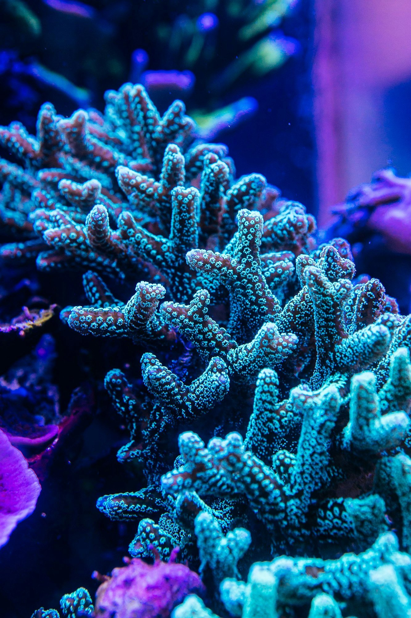 Vertical shot of beautiful Coral underwater